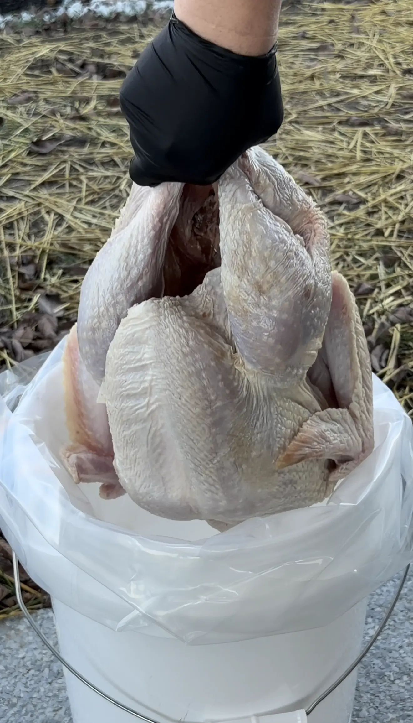 brining the turkey for thanksgiving