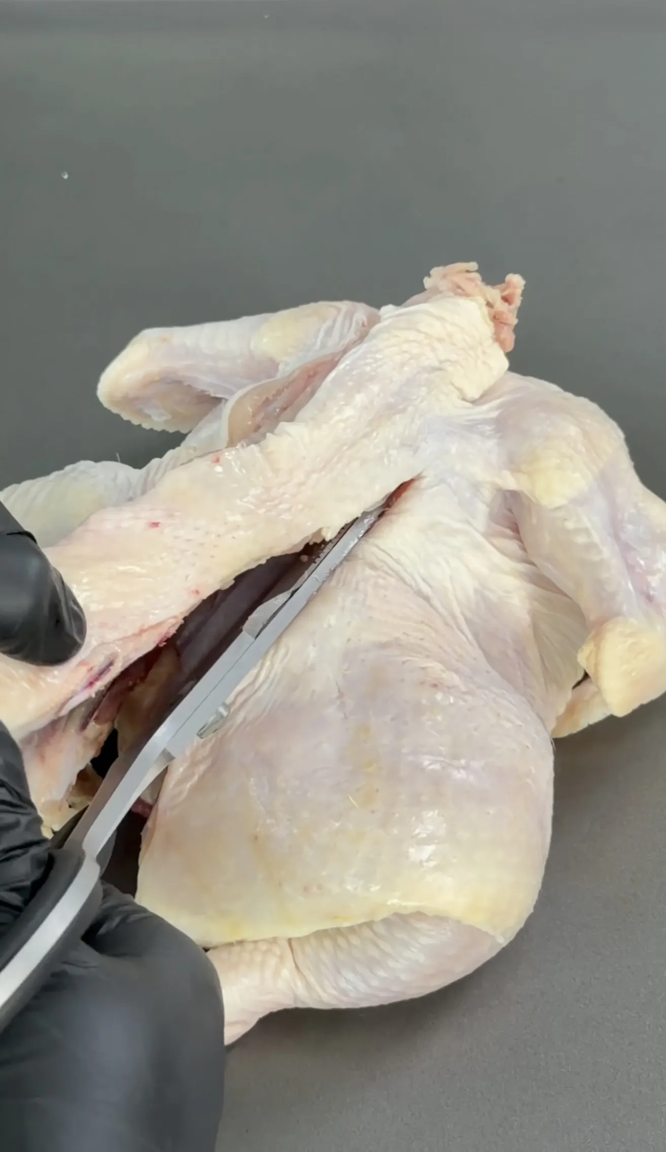 Raw chicken being cut with kitchen shears for spatchcocking