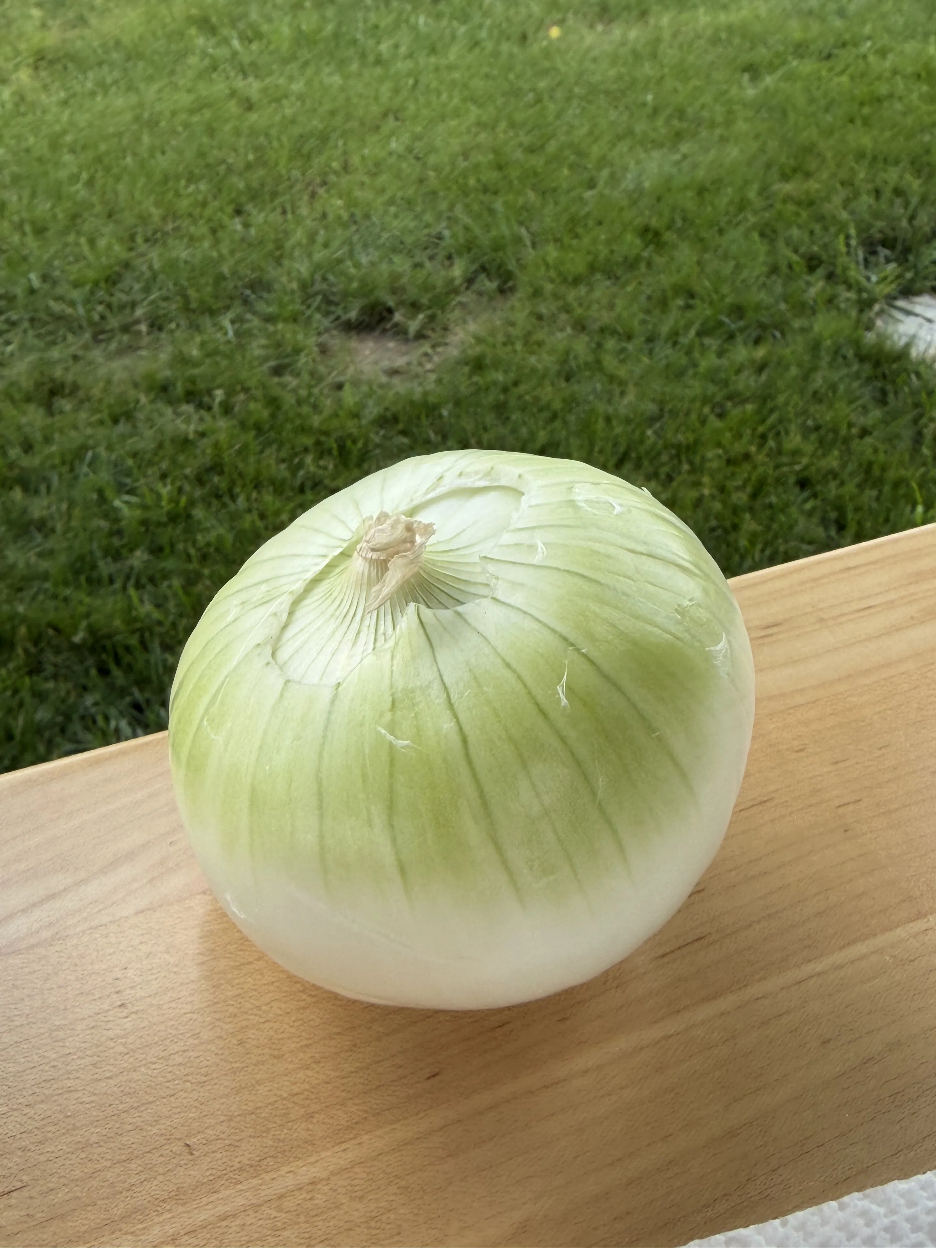 Peeled sweet onion on a cutting board ready to be hollowed for onion bombs